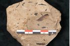 Foto (Detailansicht) von Pinus palaeostrobus Ettingshausen (NHMW-GEO-2024-0188-8261)